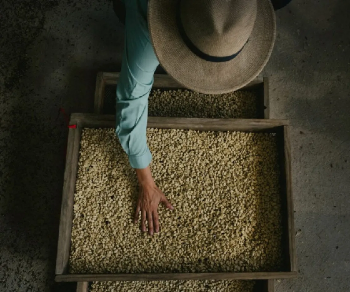 Coffee blending, a person who is blending coffee beans